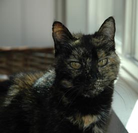 Our beloved Tuxie, 1993-2009