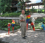 Parrots in Antigua